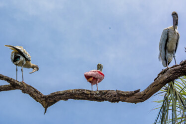 Fotografía titulada "Social Distancing" por Rohit Kamboj, Obra de arte original, Fotografía digital