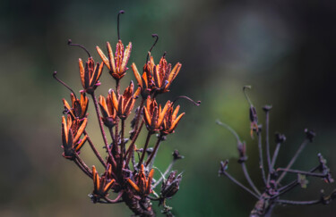 Photographie intitulée "Nature’s Crowned Je…" par Rohit Kamboj, Œuvre d'art originale, Photographie numérique