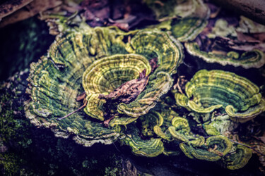 Fotografia intitulada "Nature's Swirls" por Rohit Kamboj, Obras de arte originais, Fotografia digital