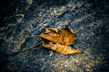 Photography titled "Fallen Leaves" by Rohit Kamboj, Original Artwork, Digital Photography