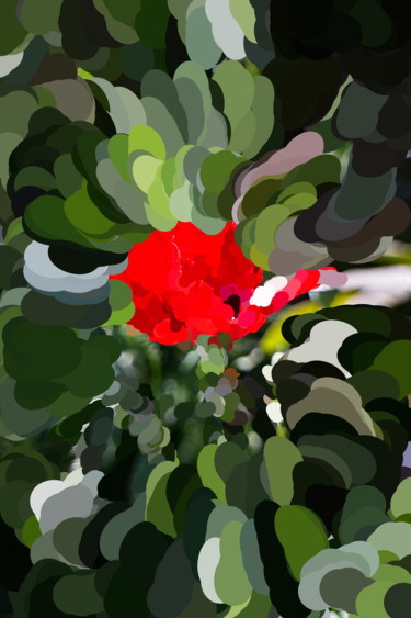 Photographie intitulée "poppy.jpg" par Roland Bouvier, Œuvre d'art originale