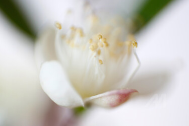 Get Art mural de plage myrte For Free