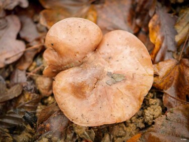 Fotografia intitulada "Champignon" por Romain Vanbrabandt, Obras de arte originais, Fotografia digital