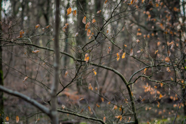 Photographie intitulée "Les bourgeons prenn…" par Romain Vanbrabandt, Œuvre d'art originale, Photographie numérique