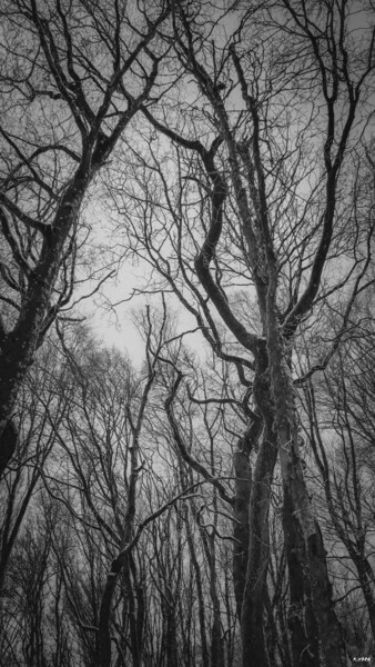Photography titled "Forest and snow." by Romain Vanbrabandt, Original Artwork, Digital Photography