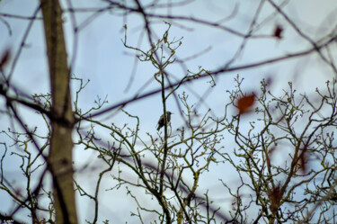 Photographie intitulée "Petit oiseaux sur s…" par Romain Vanbrabandt, Œuvre d'art originale, Photographie numérique