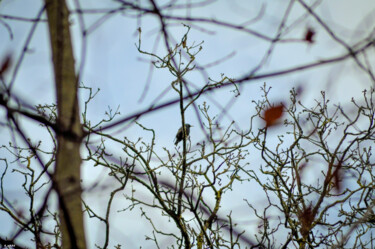 Fotografia intitolato "Petit oiseaux sur s…" da Romain Vanbrabandt, Opera d'arte originale, Fotografia digitale