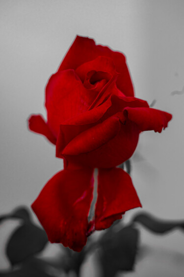 Photographie intitulée "Храмовая роза" par Roman Adler, Œuvre d'art originale, Photographie numérique