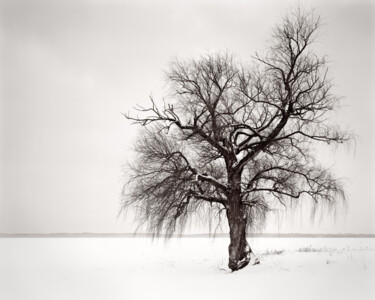 Fotografie getiteld "Alone tree" door Romeo Koitmäe, Origineel Kunstwerk, Film fotografie