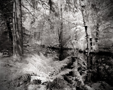 Photographie intitulée "Fern" par Romeo Koitmäe, Œuvre d'art originale, Photographie argentique