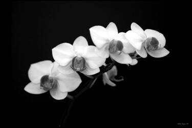 Photography titled "Orchids" by Ron Pfister, Original Artwork