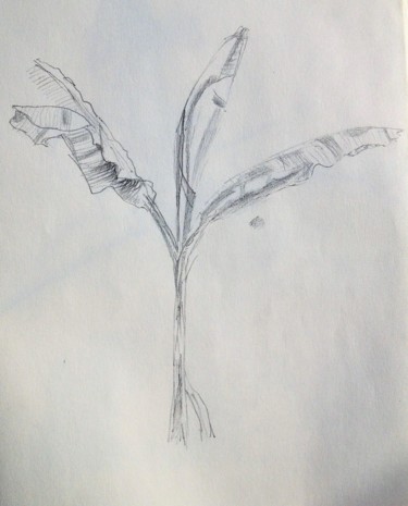 Drawing titled "Bananier" by Ronan Le Morvan, Original Artwork, Pencil