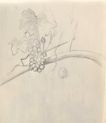 Desenho intitulada "Vigne" por Ronan Le Morvan, Obras de arte originais, Lápis