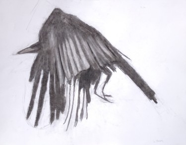 Drawing titled "Corvus corax" by Ronan Le Morvan, Original Artwork, Charcoal