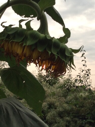 "Lanterne" başlıklı Fotoğraf Ronan Le Morvan tarafından, Orijinal sanat, Dijital Fotoğrafçılık