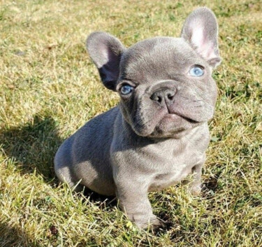 Fotografia intitulada "French Bulldog pup" por Ronnie Kolner, Obras de arte originais, Fotografia Não Manipulada