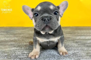 Photography titled "french bulldog pup2" by Ronnie Kolner, Original Artwork, Non Manipulated Photography