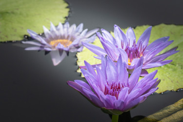 Photography titled "Water Lilies" by Ronald Santini, Original Artwork