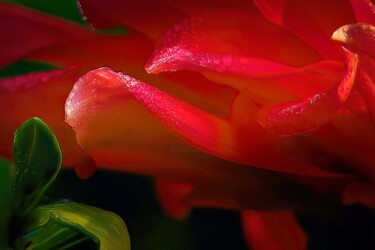 Fotografie getiteld "Rose Pedal" door Ronald Santini, Origineel Kunstwerk, Digitale fotografie