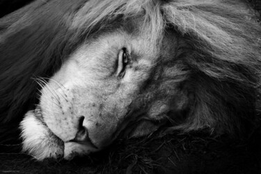 Photographie intitulée "Le repos du roi" par Rosalina Vaz, Œuvre d'art originale, Photographie numérique