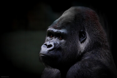 Photographie intitulée "La force du gorille" par Rosalina Vaz, Œuvre d'art originale, Photographie numérique