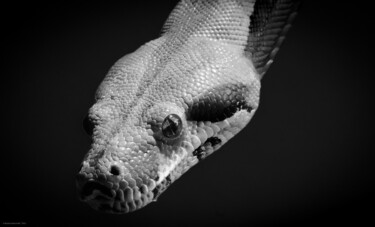 Fotografia intitolato "Le serpent" da Rosalina Vaz, Opera d'arte originale, Fotografia digitale