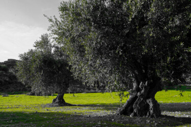 Photographie intitulée "Les oliviers" par Rosalina Vaz, Œuvre d'art originale, Photographie numérique