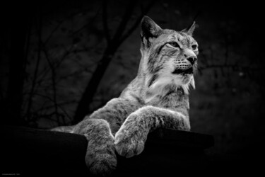 Φωτογραφία με τίτλο "Le lynx" από Rosalina Vaz, Αυθεντικά έργα τέχνης, Ψηφιακή φωτογραφία