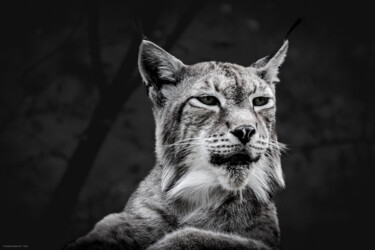Photography titled "Le lynx 02" by Rosalina Vaz, Original Artwork, Digital Photography