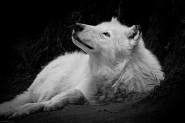Photography titled "Le loup blanc" by Rosalina Vaz, Original Artwork, Digital Photography