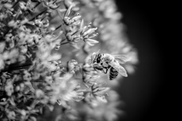 Photography titled "Abeille 2" by Rosalina Vaz, Original Artwork, Digital Photography