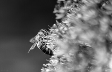 Photography titled "Abeille 3" by Rosalina Vaz, Original Artwork, Digital Photography