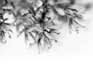 Photographie intitulée "Fleur d'ail" par Rosalina Vaz, Œuvre d'art originale, Photographie numérique