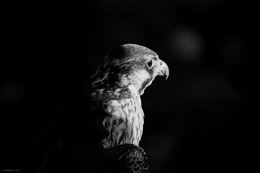 Photographie intitulée "Le faucon" par Rosalina Vaz, Œuvre d'art originale, Photographie numérique