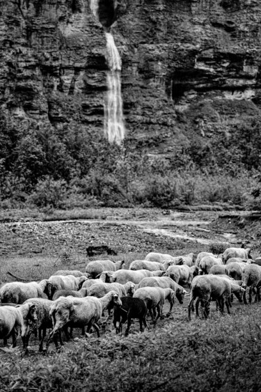 Photographie intitulée "Troupeau 1" par Rosalina Vaz, Œuvre d'art originale, Photographie numérique