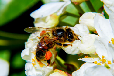 Photography titled "Petite abeille" by Rosalina Vaz, Original Artwork, Digital Photography