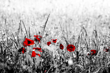 Photographie intitulée "Rouge" par Rosalina Vaz, Œuvre d'art originale, Photographie numérique