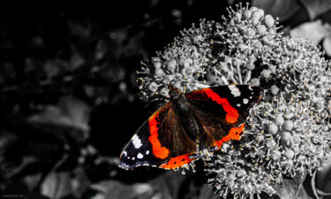 Fotografía titulada "Papillon 1" por Rosalina Vaz, Obra de arte original, Fotografía digital