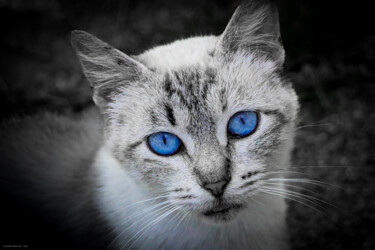 Photographie intitulée "Félin aux yeux bleus" par Rosalina Vaz, Œuvre d'art originale, Photographie numérique