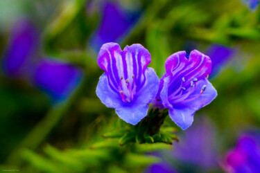 Fotografia zatytułowany „Fleurs sauvages” autorstwa Rosalina Vaz, Oryginalna praca, Fotografia cyfrowa