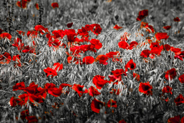 Photography titled "Coquelicot 1" by Rosalina Vaz, Original Artwork, Digital Photography