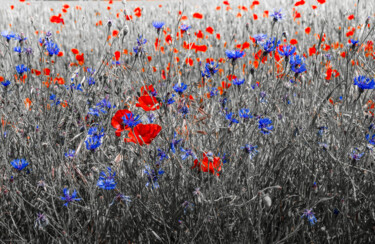 Photography titled "Coquelicot 2" by Rosalina Vaz, Original Artwork, Digital Photography