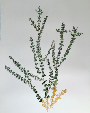 Disegno intitolato "L’Eucalyptus" da Rosa Mujal Closa, Opera d'arte originale, Acquarello