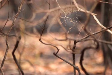 Photography titled "Bouddi 8.30am" by Helene Rosanove, Original Artwork