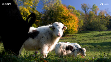 Photographie intitulée "alpha-bern-cows.jpg" par Rosa Bel, Œuvre d'art originale