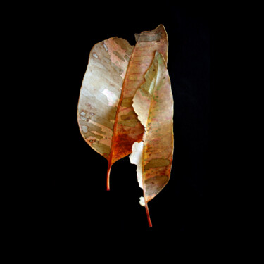 Fotografie getiteld "Leaf Study 1" door Rosemary Collard, Origineel Kunstwerk, Digitale fotografie