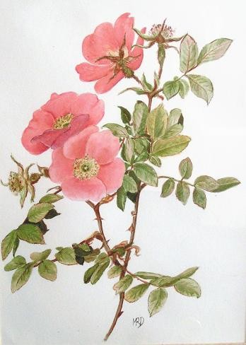 Peinture intitulée "Roses anciennes" par Michèle Rossetto, Œuvre d'art originale