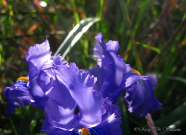 Fotografia intitolato "Iris" da Rosy Di Stefano, Opera d'arte originale