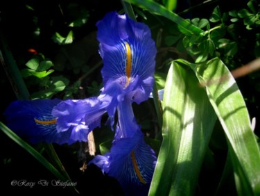 Fotografia intitolato "Iris" da Rosy Di Stefano, Opera d'arte originale