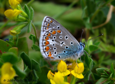 Photography titled "icarusblauwtje.jpg" by Rosy Di Stefano, Original Artwork